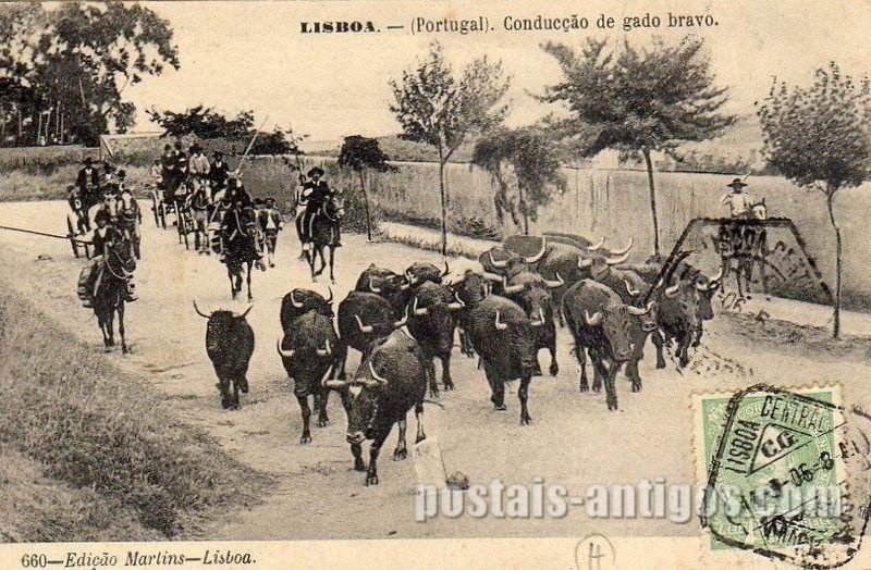 Bilhete postal ilustrado de Lisboa: Condução de gado bravo | Portugal em postais antigos