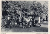 Bilhete postal ilustrado de Funchal, Madeira, carro de bois | Portugal em postais antigos 