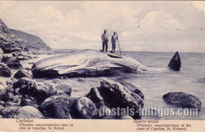 Bilhete postal de Cachalote na costa de Capelas, São Miguel, Açores | Portugal em postais antigos