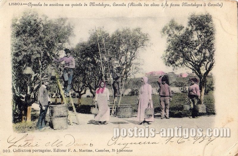 Bilhete postal de Carnide, Lisboa, Apanha da azeitona na quinta de Montalegre | Portugal em postais antigos