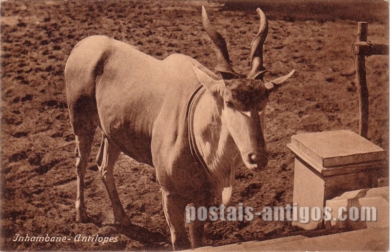 Bilhete postal ilustrado antigo de Antilopes , Inhambane,  Moçambique | Portugal em postais antigos