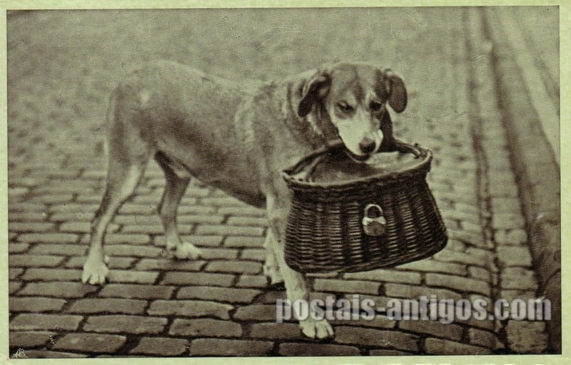 Bilhete postal de Cão de recados, Ponta Delgada, São Miguel | Portugal em postais antigos