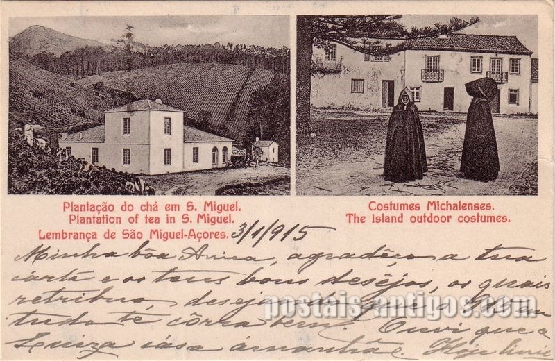 Bilhete postal de Plantação do chá em São Miguel, Açores | Portugal em postais antigos