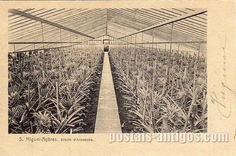 Bilhete postal ilustrado dos Açores, Estufas de ananases, São Miguel | Portugal em postais antigos 