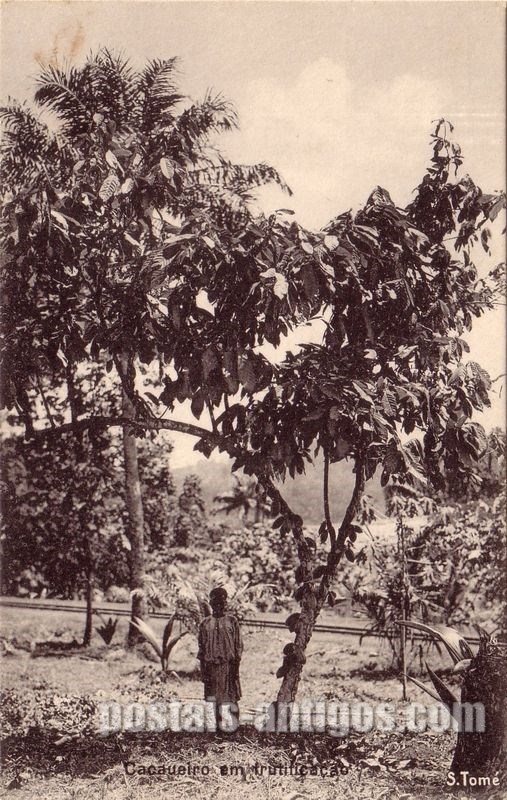 Bilhete postal ilustrado de São Tomé e Principe, Cacaueiro em frutificação | Portugal em postais antigos
