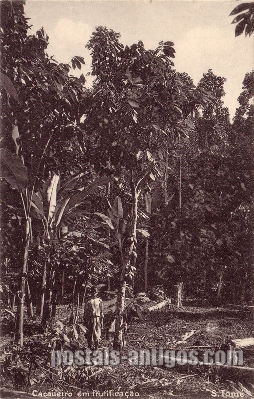 Bilhete postal ilustrado de São Tomé e Principe, Cacaueiro em frutificação | Portugal em postais antigos