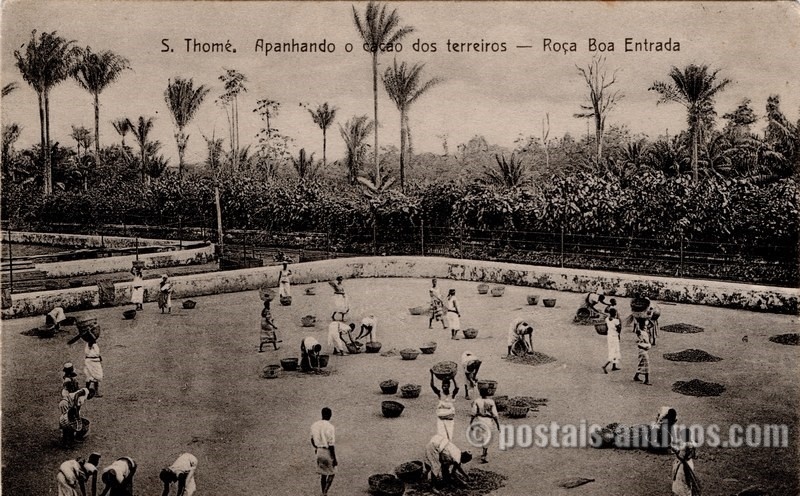 Apanhando o cacau dos terreiros - São Tomé