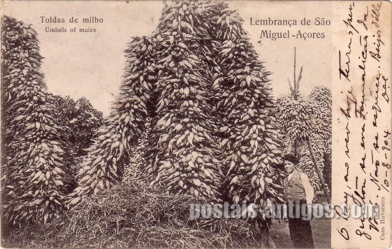 Bilhete postal de Toldas de milho, lembrança de São Miguel, Açores  | Portugal em postais antigos
