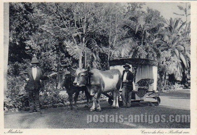 Bilhete postal ilustrado de Funchal, Madeira, carro de bois | Portugal em postais antigos 