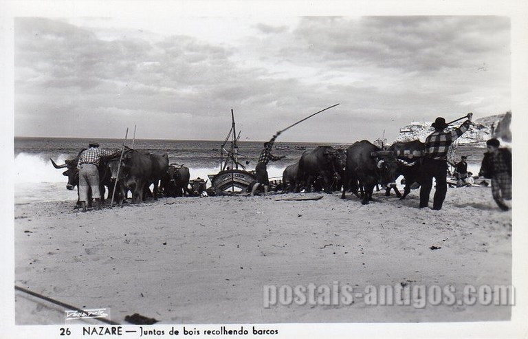 Bilhete postal de Nazaré, Junta de bois recolhendo barco | Portugal em postais antigos 