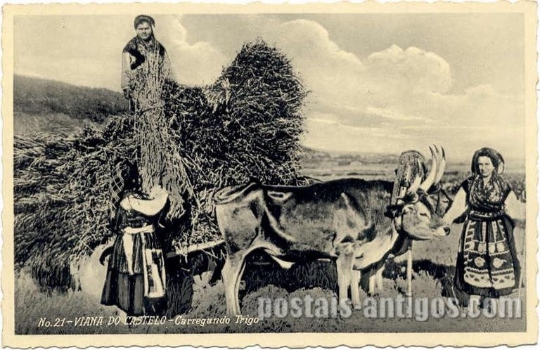 Bilhete postal ilustrado de Viana do Castelo, Carregando Trigo | Portugal em postais antigos