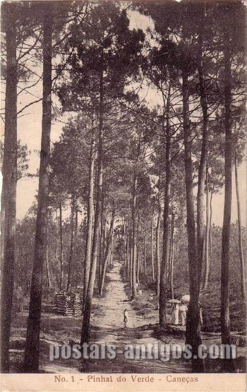 bilhete postal ilustrado antigo do Pinhal do Verde, Caneças  | Portugal em postais antigos
