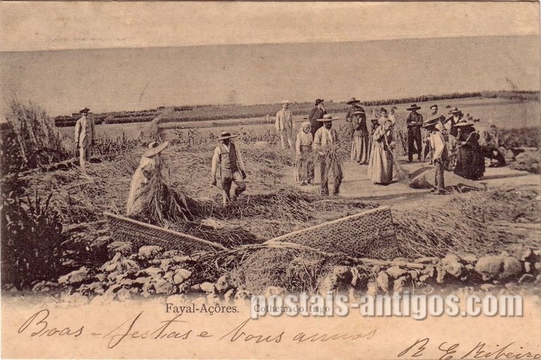 Bilhete postal da Colheta do trigo, Faial, Açores | Portugal em postais antigos 