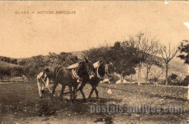 Bilhete postal ilustrado de Elvas: lavrando a terra | Portugal em postais antigos 