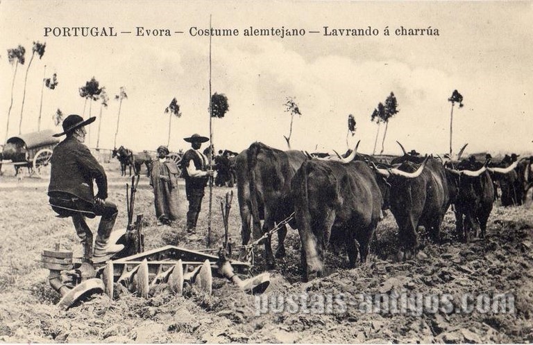 Bilhete postal de Costume Alentejano - Lavrando á charrua​ - Évora | Portugal em postais antigos