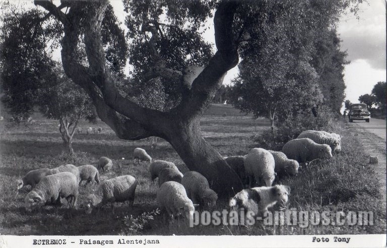Bilhete postal ilustrado antigo de Estremoz: Paisagem Alentejana | Portugal em postais antigos