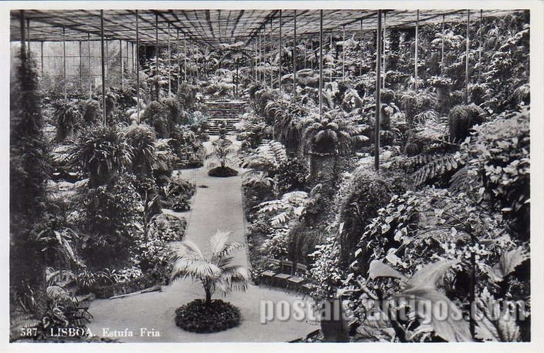 ​Bilhete postal ilustrado da Estufa Fria localizada no Parque Eduardo VII, Lisboa | Portugal em postais antigos