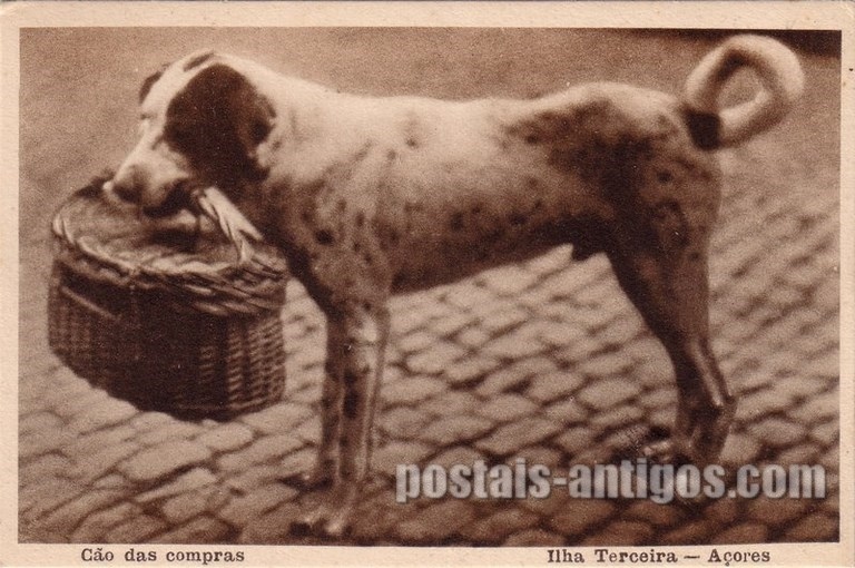 Bilhete postal do Cão das compras, Ilha Terceira, Açores | Portugal em postais antigos