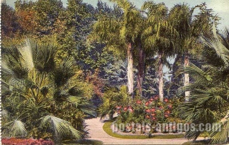 Bilhete postal ilustrado do Jardim Botânico da Escola Politécnica, Lisboa | Portugal em postais antigos