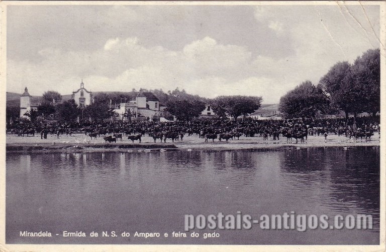 Bilhete postal ilustrado antigo da Feira do gado, Mirandela | Portugal em postais antigos