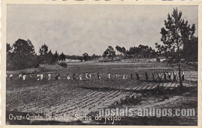 Bilhete postal ilustrado de Sacha do feijão -​ Quinta Pinto, Ovar  | Portugal em postais-antigos.com
