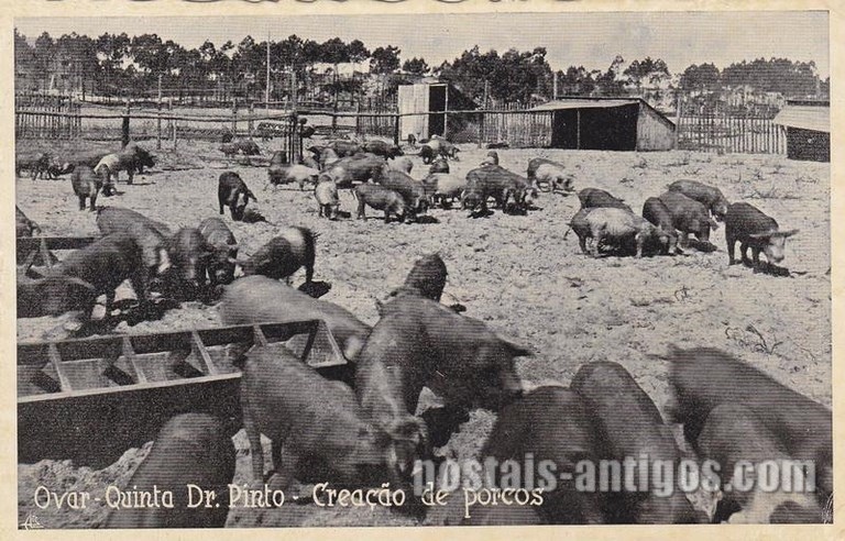 Bilhete postal ilustrado de Criação de porcos, Quinta Pinto, Ovar  | Portugal em postais-antigos.com