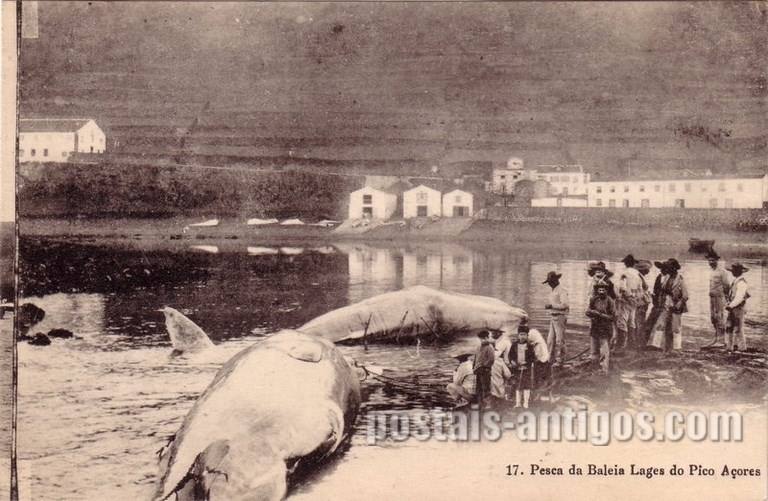 Bilhete postal de Pesca de Baleia, Lajes do Pico, Açores | Portugal em postais antigos
