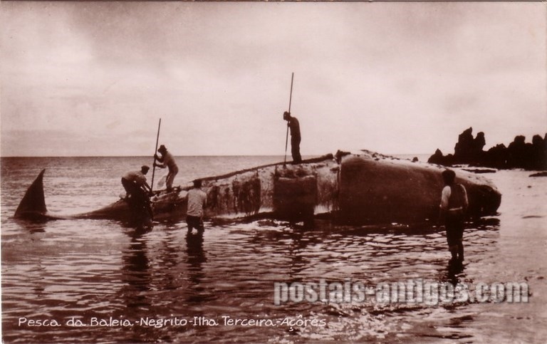 Bilhete postal da Pesca de baleia, Negrito, Angra do Heroísmo, Açores | Portugal em postais antigos