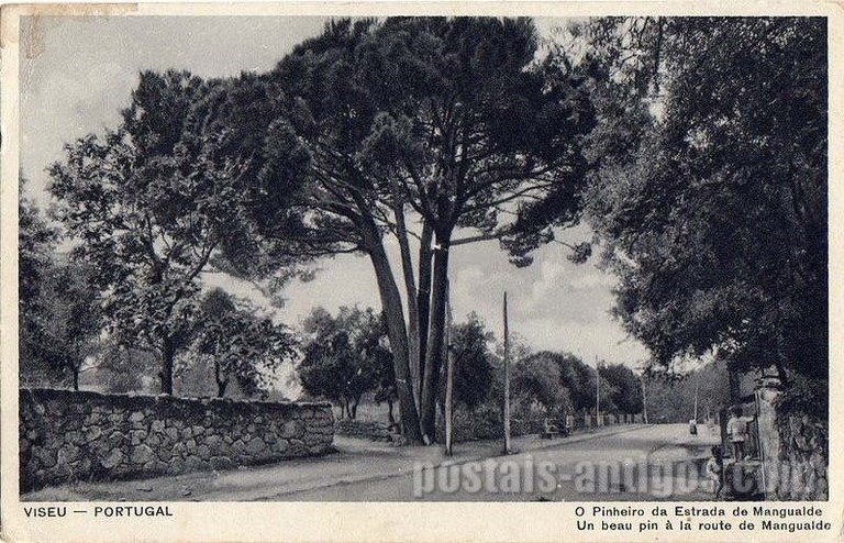 Bilhete postal antigo de Viseu, Estrada de Mangualde | Portugal em postais antigos