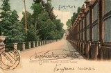 Postal antigo de Coimbra, Portugal: Jardim Botânico, Avenida Lateral.