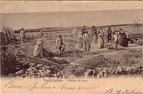 Bilhete postal da Colheta do trigo, Faial, Açores | Portugal em postais antigos 