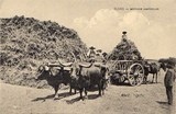 Bilhete postal ilustrado de Elvas: motivos agrícolas, carroça | Portugal em postais antigos 