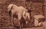 Bilhete postal ilustrado antigo de Antilopes , Inhambane,  Moçambique | Portugal em postais antigos