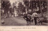 Bilhete postal de Sanatório do Seixoso, Lixa, de volta do mercado | Portugal em postais antigos