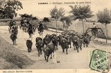 Bilhete postal ilustrado de Lisboa: Condução de gado bravo | Portugal em postais antigos