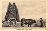 Bilhete postal de Carro de trigo​, Évora | Portugal em postais antigos