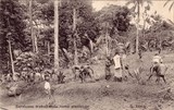 Bilhete postal ilustrado de São Tomé e Principe, serviçais trabalhando numa plantação | Portugal em postais antigos