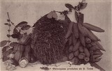 Bilhete postal ilustrado de São Tomé e Principe, Principais produtos | Portugal em postais antigos