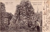 Bilhete postal de Toldas de milho, lembrança de São Miguel, Açores  | Portugal em postais antigos