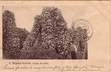 Bilhete postal de Toldas de milho, São Miguel, Açores | Portugal em postais antigos